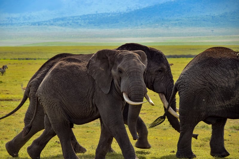 Serengeti Under Canvas, Tanzania