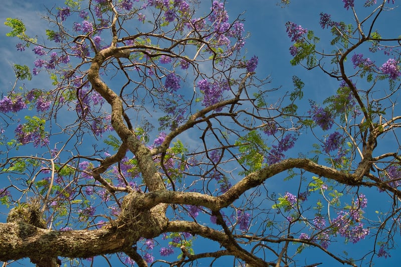 Treehouse in Costa Rica